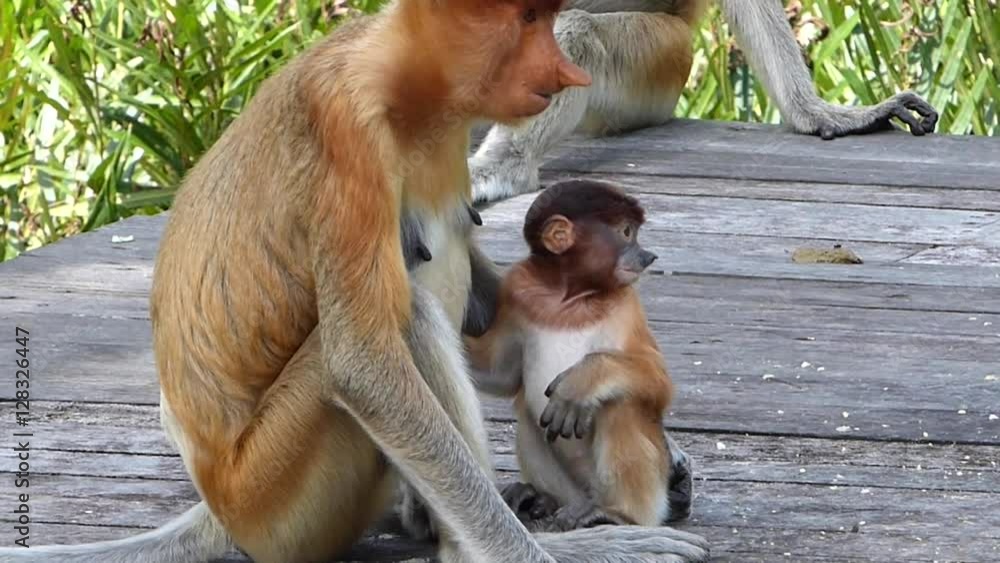 Female Proboscis monkey with a baby sitting on the feeding platform in ...