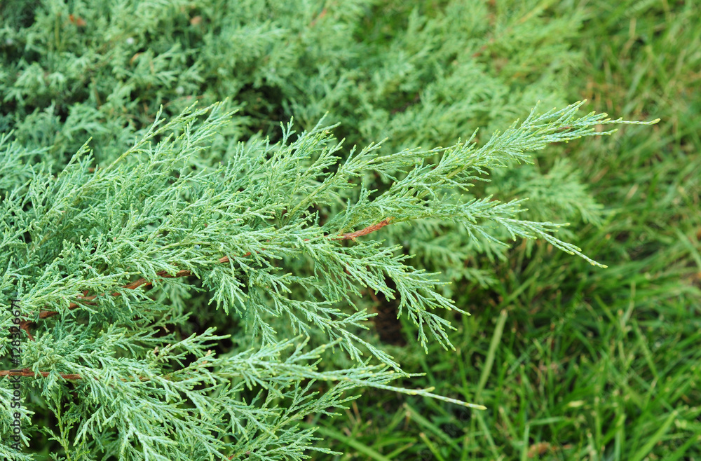 Juniper branch background. Evergreen Juniper Background. Juniper branch background. Evergreen Juniper Background.