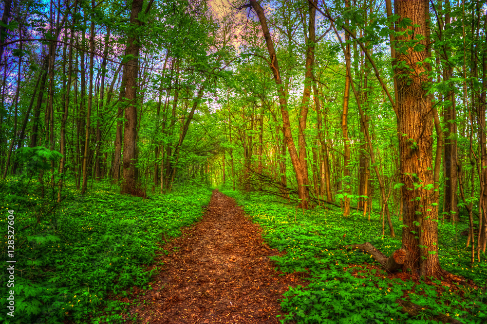 Fototapeta premium Colorful summer landscape. Pathway in the woods. Green trees around a lane. The bright colors of nature in the park.