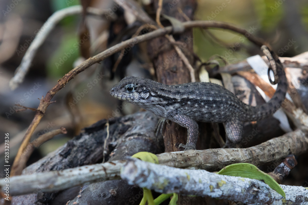Zebra-tailed Lizard, Tavernier, Key Largo, Florida Zebra-tailed Lizard, Tavernier, Key Largo, Florida