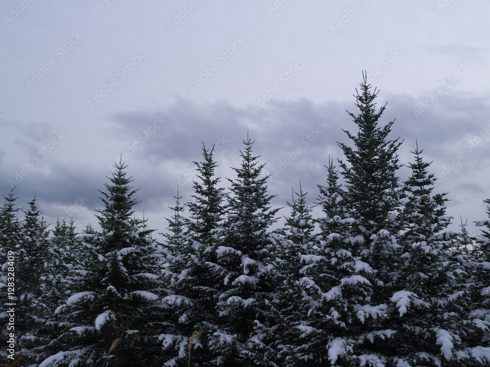 北海道の冬　エゾ松の森