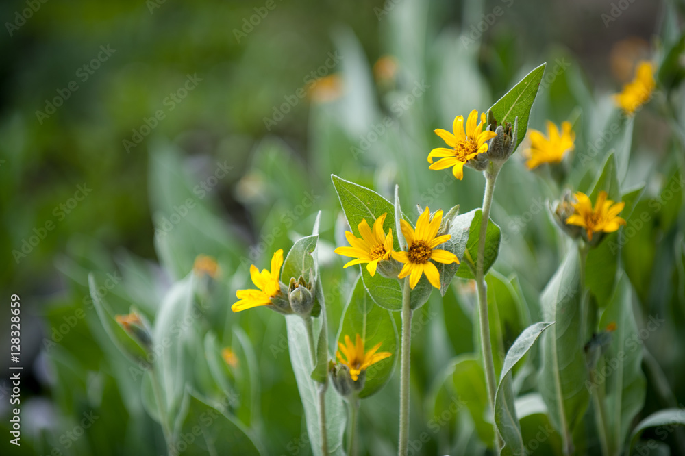 Fototapeta premium Wildflowers