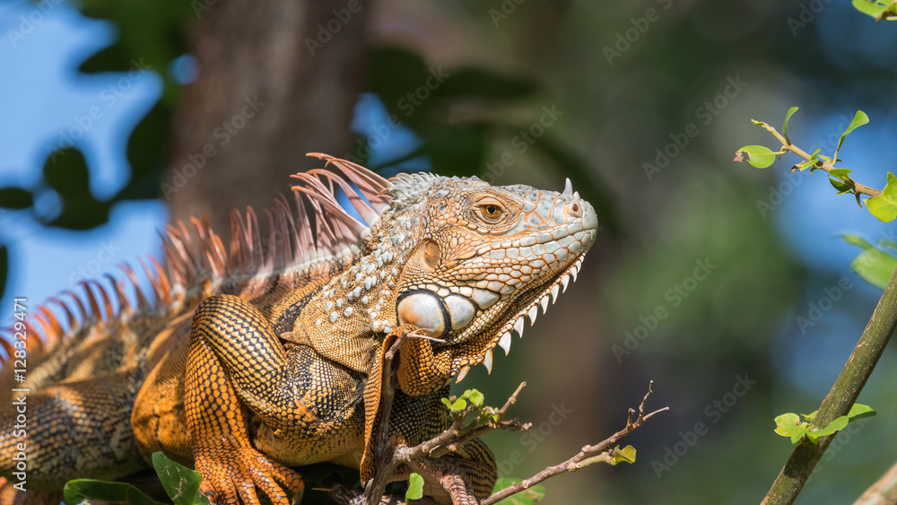 Green Iguana, Tavernier, Key Largo, Florida Green Iguana, Tavernier, Key Largo, Florida