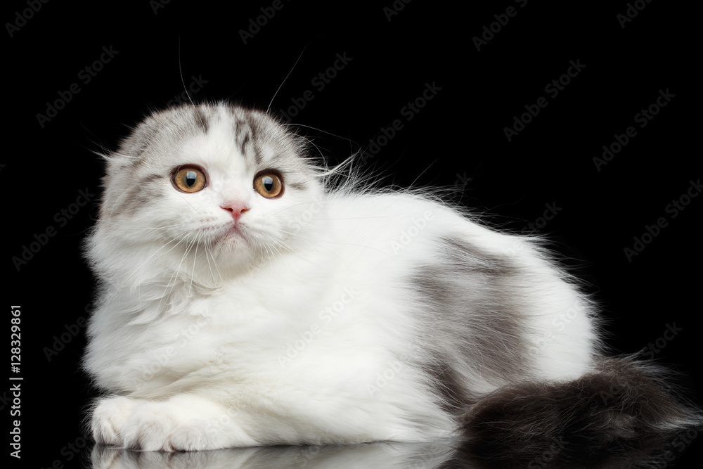 Furry white scottish fold highland breed kitten with tabby lying and curious looking up isolated black background