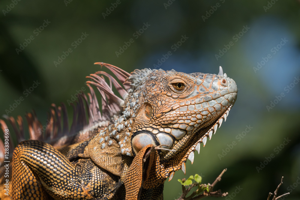 Green Iguana, Tavernier, Key Largo, Florida