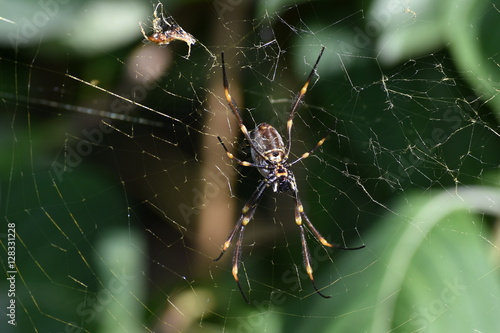 Spider with long legs in its web visible from bottom.
