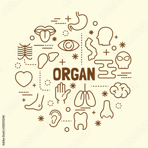 organ minimal thin line icons set