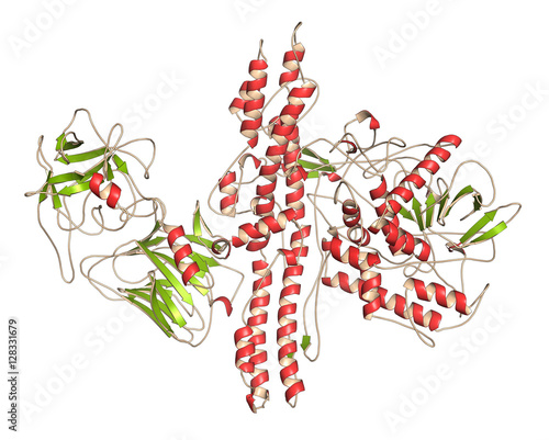 Botulinum toxin neurotoxic protein, 3D rendering.  photo
