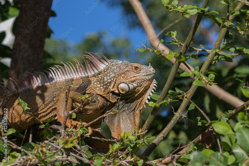Fototapeta premium Green Iguana, Tavernier, Key Largo, Florida