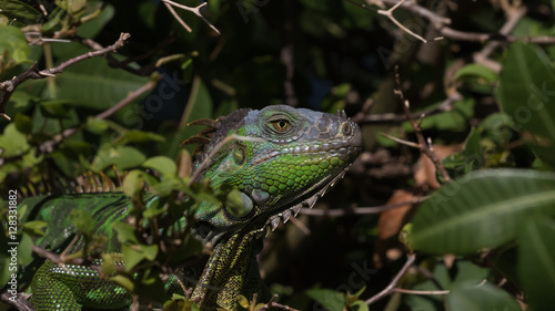 Wallpaper Mural Green Iguana, Tavernier, Key Largo, Florida Torontodigital.ca