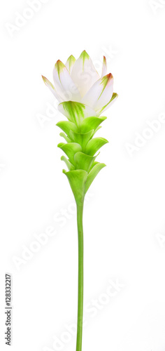 White Siam Tulip on white background