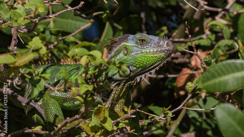 Wallpaper Mural Green Iguana, Tavernier, Key Largo, Florida Torontodigital.ca