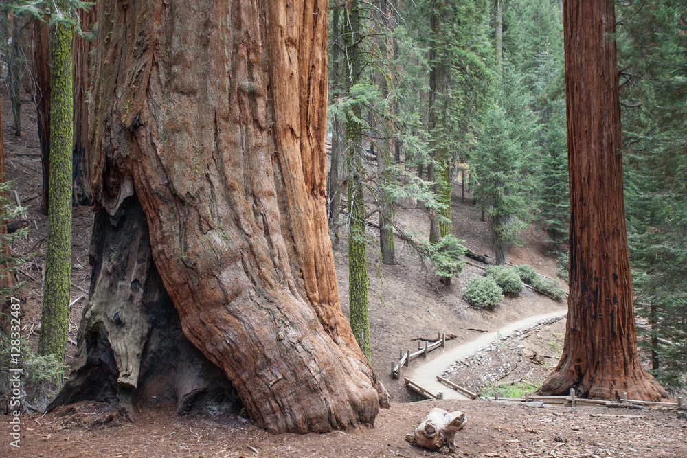 Monumental Sequoia Trees in Giant Forest, Sequoia National Park,