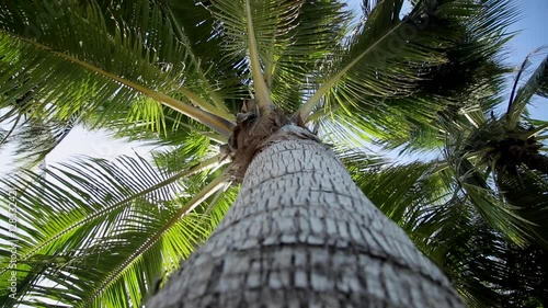 Coconut palm Tree On The Blue Sky photo