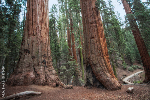 Monumental Sequoia Trees in Giant Forest, Sequoia National Park,