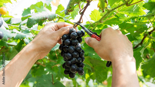 Man harvesting grapes in a vineyard.