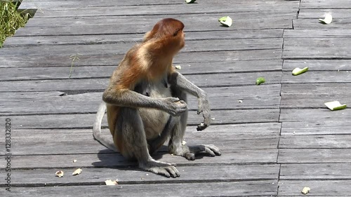 Female Proboscis monkey (Nasalis larvatus) eating on the feeding platform in Labuk Bay, Sabah, Borneo, Malaysia. Proboscis monkeys are endemic to the island of Borneo. photo