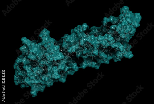 Programmed death-ligand 1 (PD-L1) protein, 3D rendering.  photo