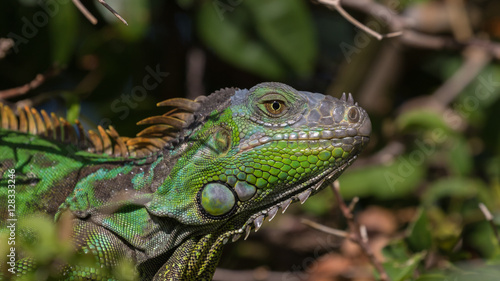 Green Iguana, Tavernier, Key Largo, Florida