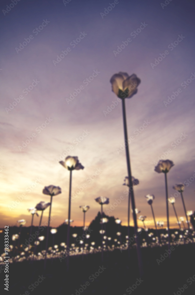 blurred image of White LED roses over sunset background