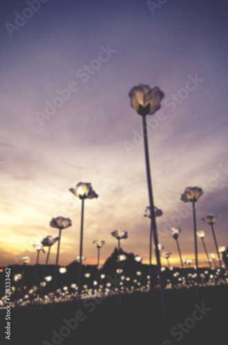 blurred image of White LED roses over sunset background © amirul syaidi