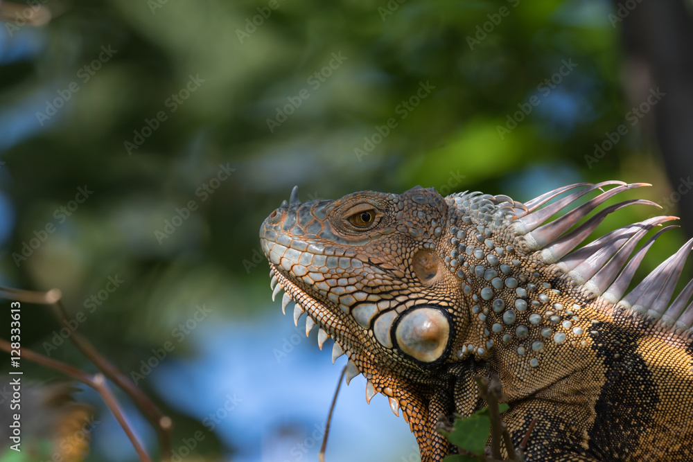 Fototapeta premium Green Iguana, Tavernier, Key Largo, Florida