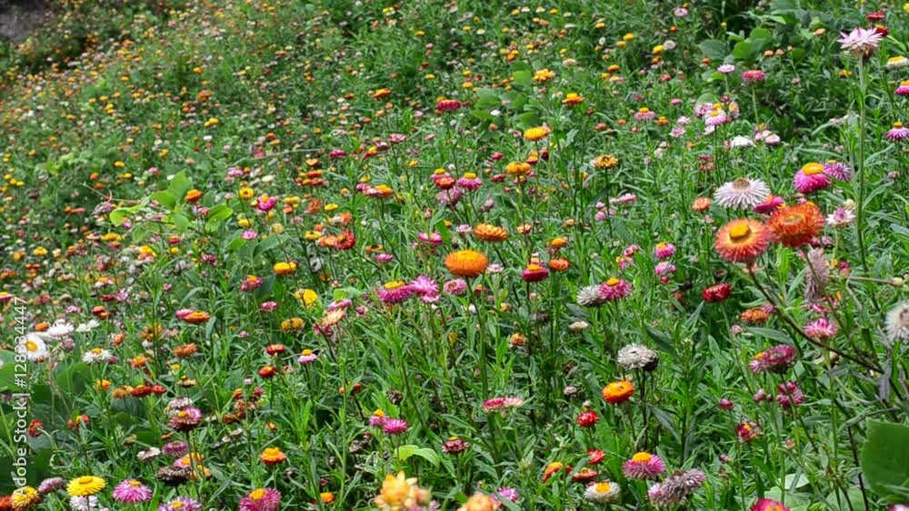 Strawflower in the wind Strawflower in the wind