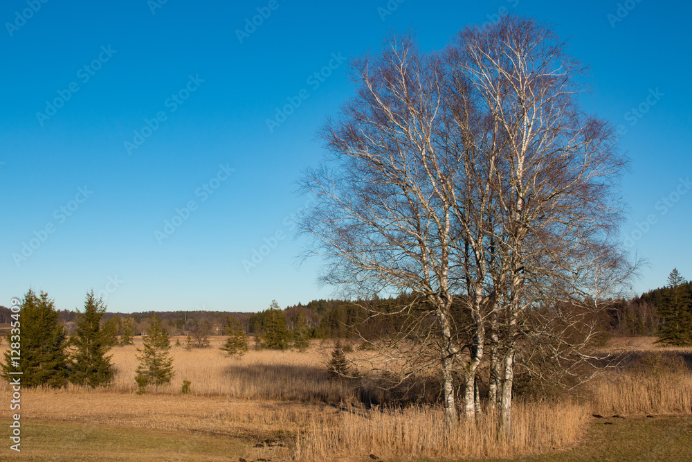 Am Maisinger See im Winter, Birken im Moor Am Maisinger See im Winter, Birken im Moor