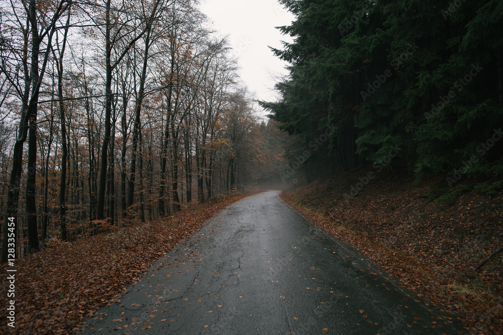 Fototapeta premium forest road