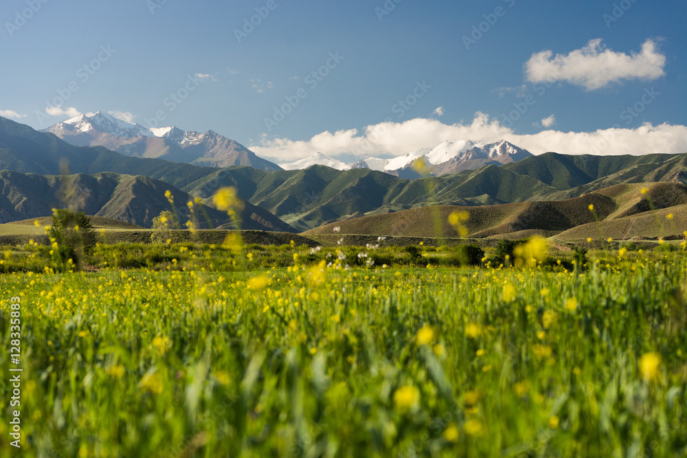 Fototapeta premium meadow with yellow flowers mountains on background