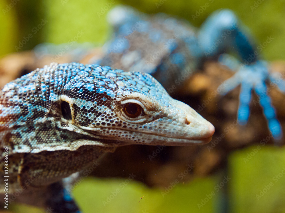 blue tree monitor