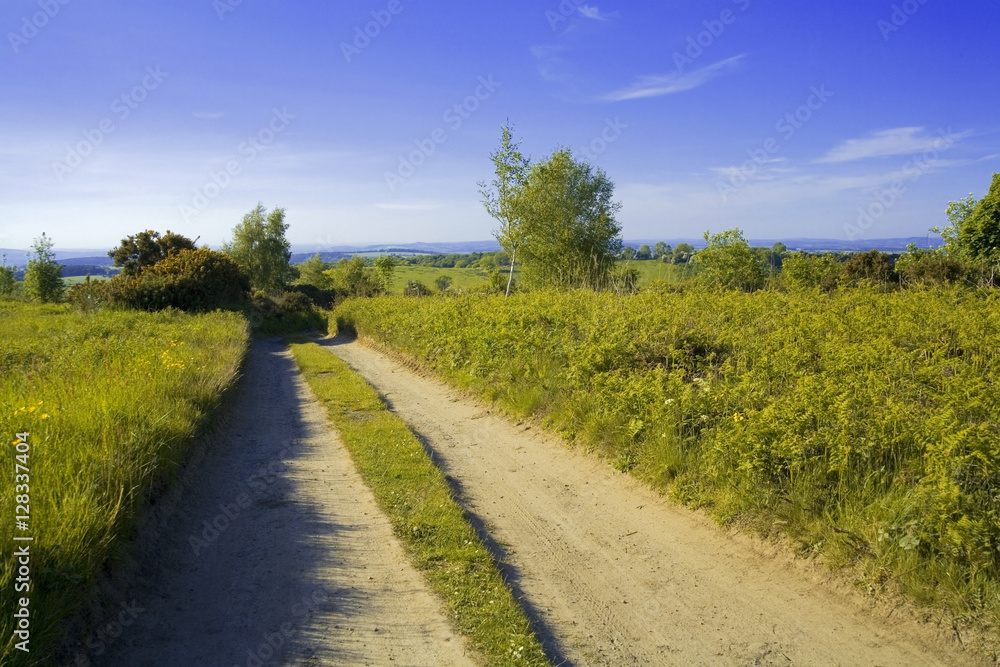 Fototapeta premium forest of dean gloucestershire uk