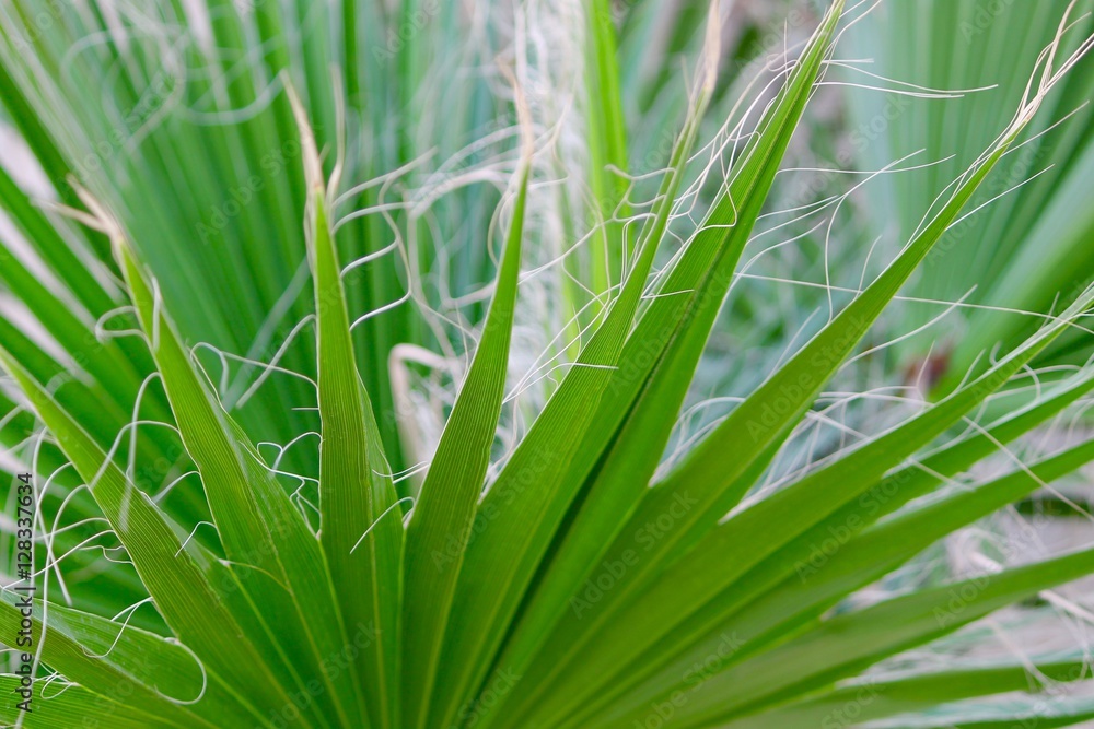 palmleaf palmleaf