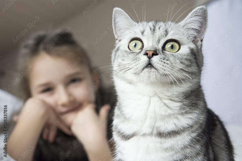 Cute blonde girl playing with a british cat