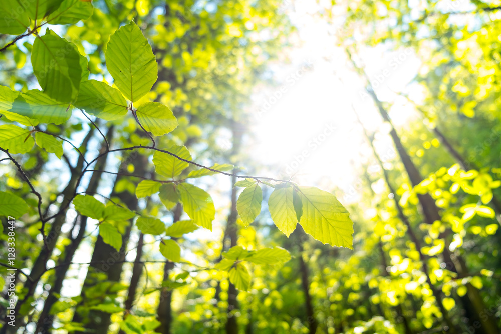 Fototapeta premium Birch leaves against the sunset in the forest