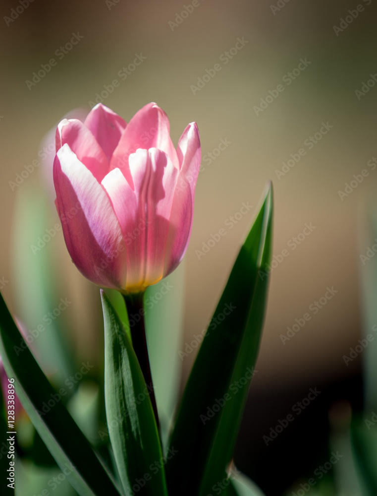 Fototapeta premium Tulips