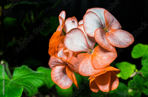 Fototapeta Naklejka Na Ścianę i Meble -  orange geranium speckled flowers on black background 