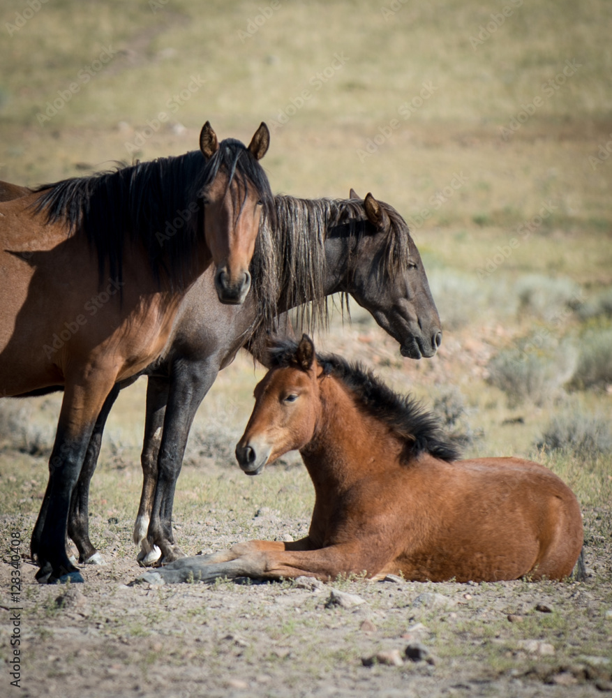 Horses