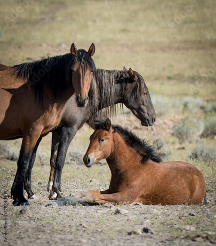 Horses