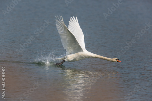 Mute swan (Cygnus olor) running on the water