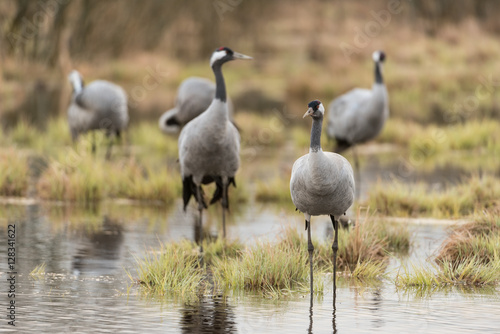 Common crane in a wetland at a stopover site