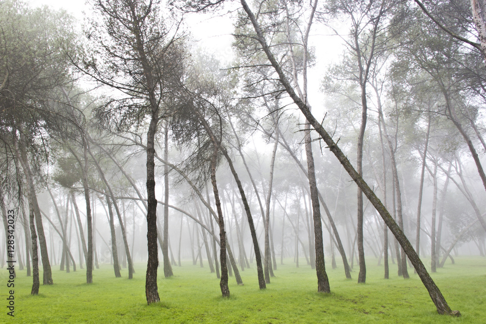 Obraz premium Bosquer en la niebla
