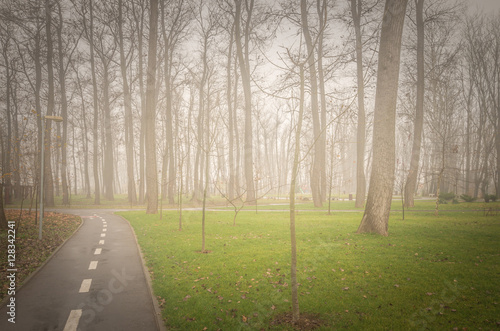 Autumn trees and morning fog. A foggy day in the park. photo