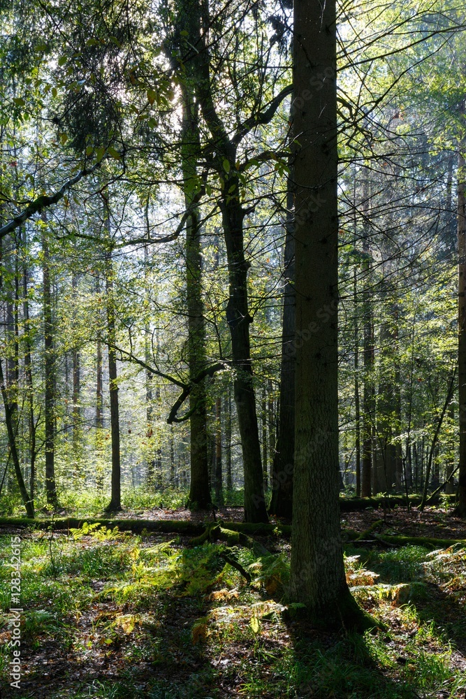 Obraz premium Sunbeam entering rich deciduous forest