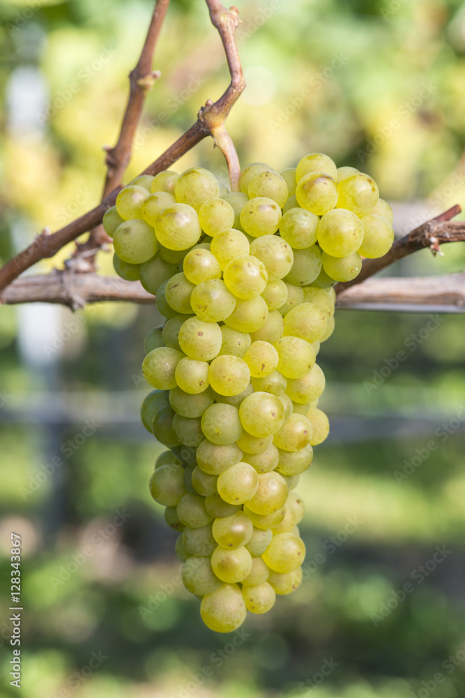 Ripe Pinot Blanc Grape In The Vineyard Before Harvest Ripe Pinot Blanc Grape In The Vineyard Before Harvest