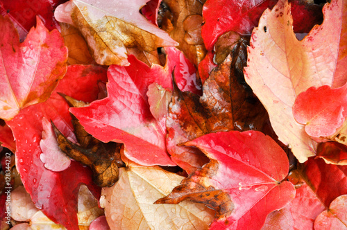 Autumn leaves