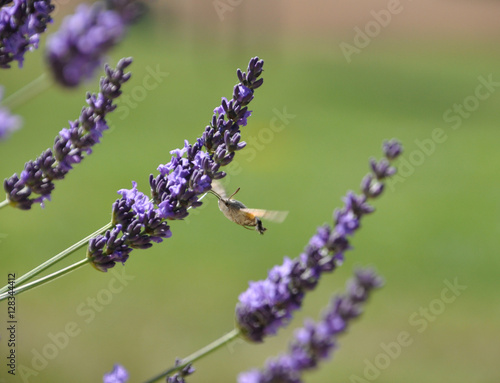 Hummingbird hawk-moth