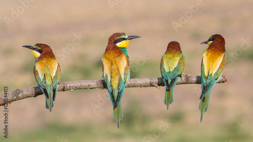 European bee-eaters in a row (Merops apiaster), Italy