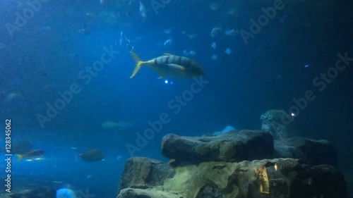 Varitey of Fish and Sharks in Blue Underwater Scene - Aquarium photo