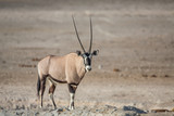 Gemsbok (Oryx gazella) , Etosha National Park, Namibia